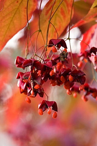 PETTIFERS_GARDEN__OXFORDSHIRE_SEED_PODS_OF_EUONYMUS_PLANIPES_IN_AUTUMN