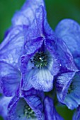 PETTIFERS GARDEN  OXFORDSHIRE: CLOSE UP OF ACONITUM ARENDSII - BLUE FLOWER