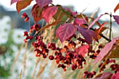 PETTIFERS GARDEN  OXFORDSHIRE: SEED PODS OF EUONYMUS PLANIPES IN AUTUMN