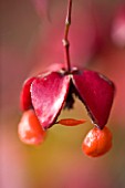 PETTIFERS GARDEN  OXFORDSHIRE: CLOSE UP OF SEED POD OF EUONYMUS PLANIPES IN AUTUMN