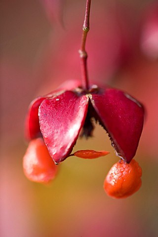 PETTIFERS_GARDEN__OXFORDSHIRE_CLOSE_UP_OF_SEED_POD_OF_EUONYMUS_PLANIPES_IN_AUTUMN