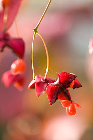PETTIFERS_GARDEN__OXFORDSHIRE_SEED_PODS_OF_EUONYMUS_PLANIPES_IN_AUTUMN