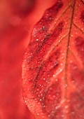 PETTIFERS GARDEN  OXFORDSHIRE: AUTUMNAL LEAF ABSTRACT CLOSE UP OF EUONYMUS PLANIPES