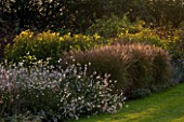 THE GRAY HOUSE  OXFORDSHIRE  DESIGNED BY TIM REES: BORDER BESIDE THE SWIMMING POOL WITH GAURA LINDHEIMERI AND HELIANTHUS LEMON QUEEN
