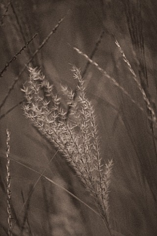 ORCHARD_DENE_NURSERIES__OXFORDSHIRE_MISCANTHUS_KLEINE_SILBERSPINNE__BLACK_AND_WHITE_IMAGE__DUOTONED_