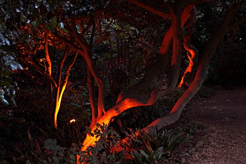 ABBOTSBURY_SUBTROPICAL_GARDEN__DORSET_TREES_LIT_UP_AT_NIGHT_IN_WINTER_WITH_RED_LIGHTING