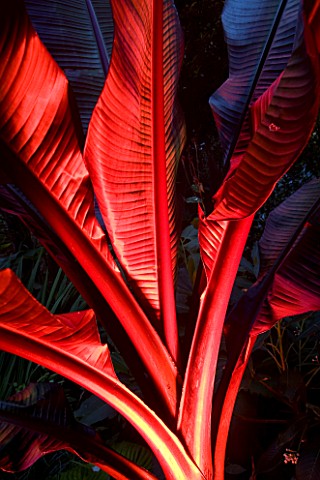 ABBOTSBURY_SUBTROPICAL_GARDEN__DORSET_LEAVES_OF_A_BANANA_LIT_UP_AT_NIGHT_WITH_RED_LIGHTING