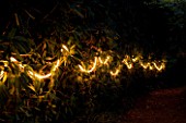 ABBOTSBURY SUBTROPICAL GARDEN  DORSET: NIGHT LIT GARDEN: BAMBOO WITH ROPE LIGHTING