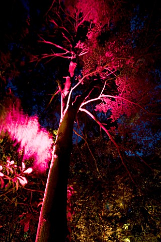 ABBOTSBURY_SUBTROPICAL_GARDEN__DORSET_PINKRED_UPLIGHTING_ON_TREE_AT_NIGHT