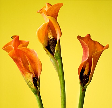CLOSE_UP_OF_FLOWER_OF_THREE_ORANGE_CALLA_LILYES_AGAINST_A_YELLOW_BACKGROUND