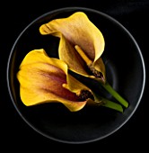 YELLOW CALLA LILY FLOWERS IN BLACK BOWL AGAINST BLACK BACKGROUND