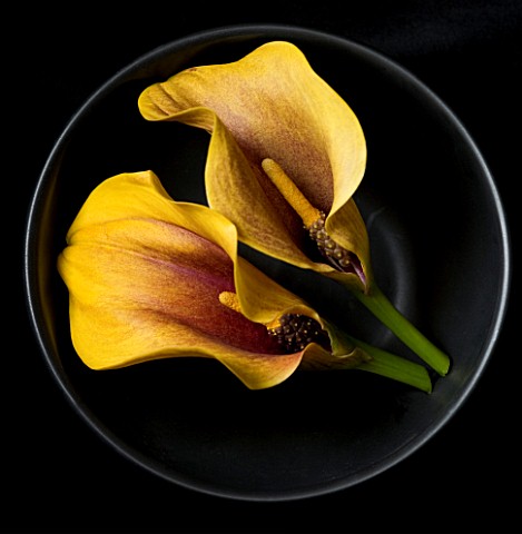 YELLOW_CALLA_LILY_FLOWERS_IN_BLACK_BOWL_AGAINST_BLACK_BACKGROUND