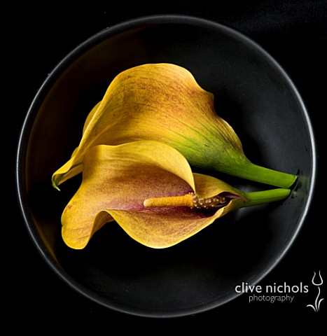 YELLOW_CALLA_LILY_FLOWERS_IN_BLACK_BOWL_AGAINST_BLACK_BACKGROUND