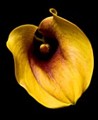 YELLOW CALLA LILY FLOWER AGAINST BLACK BACKGROUND