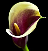 CALLA LILY FLOWER AGAINST BLACK BACKGROUND