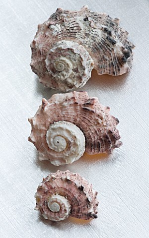 THREE_SHELLS_AGAINST_A_SILVER_BACKGROUND