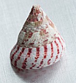 SHELL ON SILVER BACKGROUND
