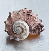 CLOSE UP OF SHELL ON SILVER BACKGROUND