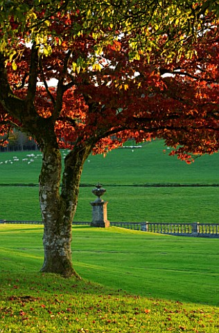 CASTLE_HILL__DEVON_AUTUMN_COLOUR_OF_A_MAPLE_ON_THE_TERRACE_WITH_AN_URN_BEHIND