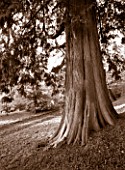 CASTLE HILL  DEVON: BLACK AND WHITE TONED IMAGE OF A YEW TREE IN THE ARBORETUM