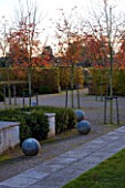 MARKS HALL  ESSEX: AUTUMN COLOUR IN THE WALLED GARDEN - THE GARDEN OF SPHERES WITH STONE BALLS  AND AMELANCHIER X GRANDIFLORA ROBIN HILL. HORNBEAM HEDGE IN THE BACKGROUND
