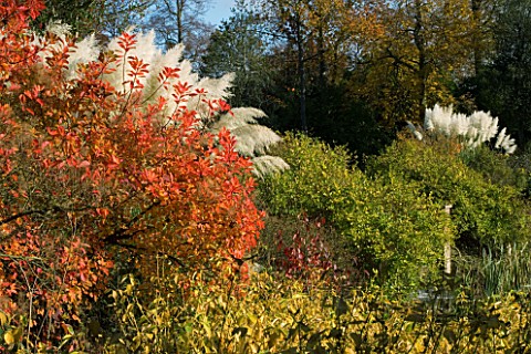 MARKS_HALL__ESSEX_AUTUMN_COLOUR_FROM_COTINUS_AND_PAMPAS_GRASS