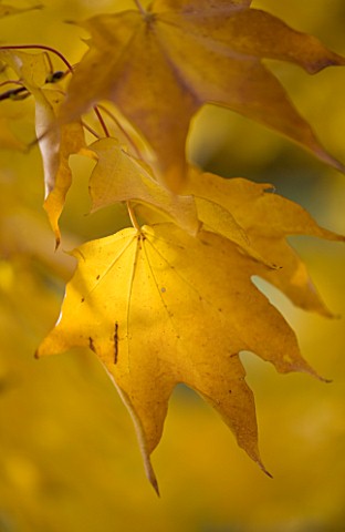 MARKS_HALL__ESSEX__CLOSE_UP_OF_LEAVES_OF_ACER_CAPPADOCICUM_IN_AUTUMN