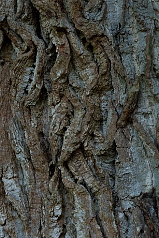 MARKS_HALL__ESSEX___CLOSE_UP_OF_THE_BARK_OF_THE_HONYWOOD_OAK_TREE__THOUGHT_TO_BE_800_YEARS_OLD