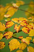 BODENHAM ARBORETUM  WORCESTERSHIRE: YELLOW AND RED LEAVES OF ACER PYCNANTHUM IN AUTUMN