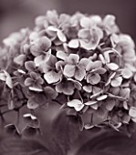 BODENHAM ARBORETUM  WORCESTERSHIRE: BLACK AND WHITE TONED IMAGE OF FLOWER OF HYDRANGEA MACROPHYLLA MOUSSELINE IN AUTUMN