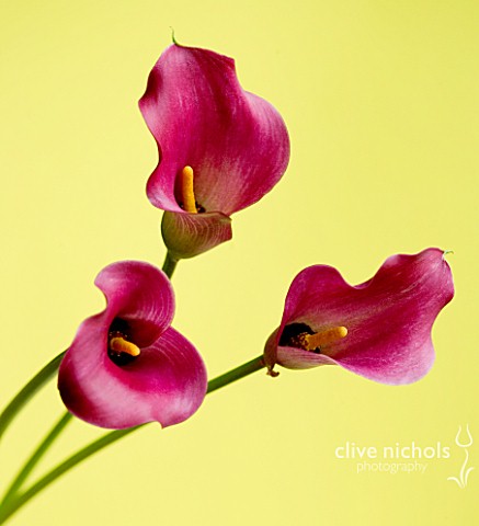 CLOSE_UP_OF_THREE_PINK_CALLA_LILIES__ZANTEDESCHIA_SP_AGAINST_YELLOW_BACKGROUND