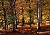 CASTLE HILL  DEVON: BEECH TREES IN THE WOODLAND IN EVENING SUNSHINE