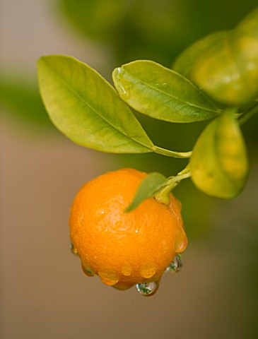 SON_BERNADINET_HOTEL__NEAR_CAMPOS__MALLORCA_CLOSE_UP_OF_ORANGE_COVERED_WITH_DEWDROPS_IN_THE_MORNING_