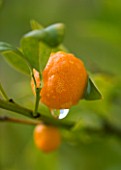 SON BERNADINET HOTEL  NEAR CAMPOS  MALLORCA. CLOSE UP OF ORANGE COVERED WITH DEWDROPS IN THE MORNING IN THE GARDEN