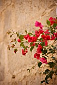 SUITE.DO. BOUGAINVILLEA BESIDE AN OLD WALL. SANTANYI  MALLORCA  SPAIN
