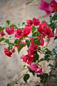 SUITE.DO. BOUGAINVILLEA BESIDE AN OLD WALL. SANTANYI  MALLORCA  SPAIN