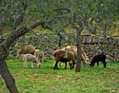 SUITE.DO. SHEEP IN A FIELD NEAR CAMPO. MALLORCA  SPAIN