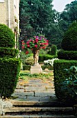 VIEW UP STEPS THROUGH YEW TOPIARY TO TERRACE WITH CONTAINER OF TRAILING PELARGONIUMS. LITTLE BOWDEN GARDEN  BERKSHIRE
