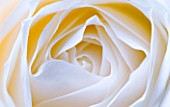 CLOSE UP MACRO OF CENTRE OF WHITE ROSE - TONED IMAGE