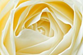 CLOSE UP MACRO OF CENTRE OF WHITE ROSE - YELLOW TONED IMAGE