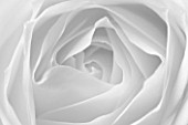 CLOSE UP MACRO OF CENTRE OF WHITE ROSE - BLACK AND WHITE TONED IMAGE