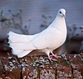 BOONSHILL FARM AT CHRISTMAS. WHITE DOVE ON THE WALL OUTSIDE THE HOUSE IN FROST. LISETTE PLEASANCE