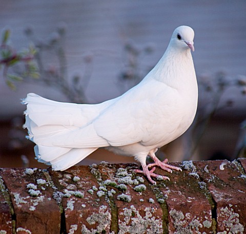 BOONSHILL_FARM_AT_CHRISTMAS_WHITE_DOVE_ON_THE_WALL_OUTSIDE_THE_HOUSE_IN_FROST_LISETTE_PLEASANCE