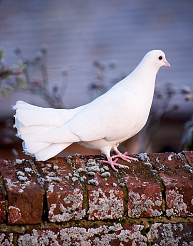 BOONSHILL_FARM_AT_CHRISTMAS_WHITE_DOVE_ON_THE_WALL_OUTSIDE_THE_HOUSE_IN_FROST