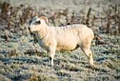 BOONSHILL FARM AT CHRISTMAS. A RAM IN THE FIELD AT THE BACK OF THE HOUSE  IN FROST. LISETTE PLEASANCE