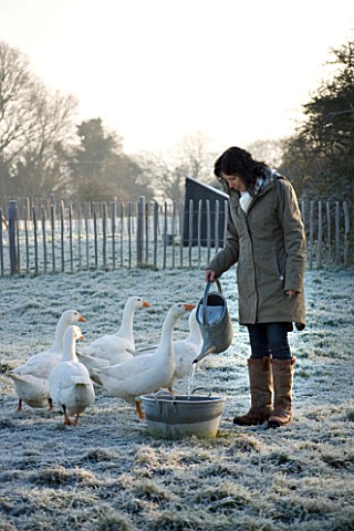 BOONSHILL_FARM_AT_CHRISTMAS_OWNER_LISETTE_PLEASANCE_GIVES_WATER_TO_THE_GEESE_IN_THE_FIELD_AT_THE_BAC