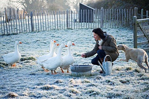 BOONSHILL_FARM_AT_CHRISTMAS_OWNER_LISETTE_PLEASANCE_GIVES_WATER_TO_THE_GEESE_IN_THE_FIELD_AT_THE_BAC