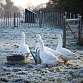 BOONSHILL FARM AT CHRISTMAS. GEESE IN THE FIELD AT THE BACK OF THE HOUSE  IN FROST. LISETTE PLEASANCE