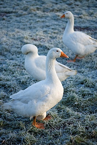 BOONSHILL_FARM_AT_CHRISTMAS_GEESE_IN_THE_FIELD_AT_THE_BACK_OF_THE_HOUSE__IN_FROST_LISETTE_PLEASANCE