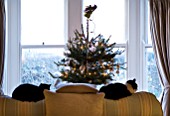 BOONSHILL FARM AT CHRISTMAS: LIVING ROOM WITH CHRISTMAS TREE BESIDE THE FRONT WINDOW AND TWO CATS SLEEPING ON THE SETTEE. DESIGNER: LISETTE PLEASANCE
